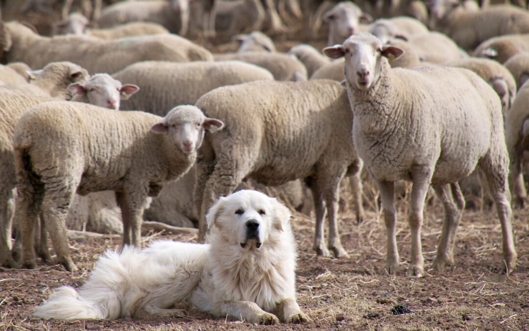 Livestock Guardian Dogs: Deter Predators on Your Farm or Homestead